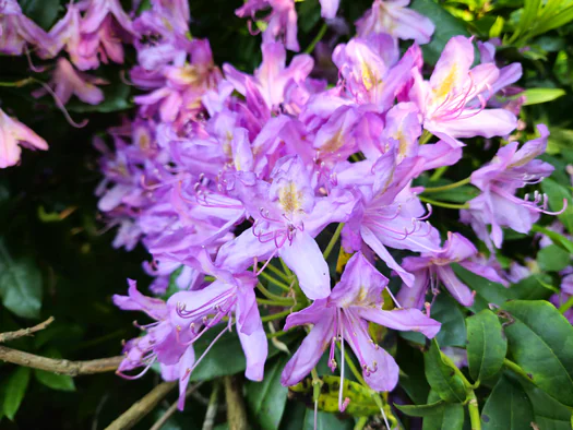 Castle Park Blauwhuis Izegem (Belgium)